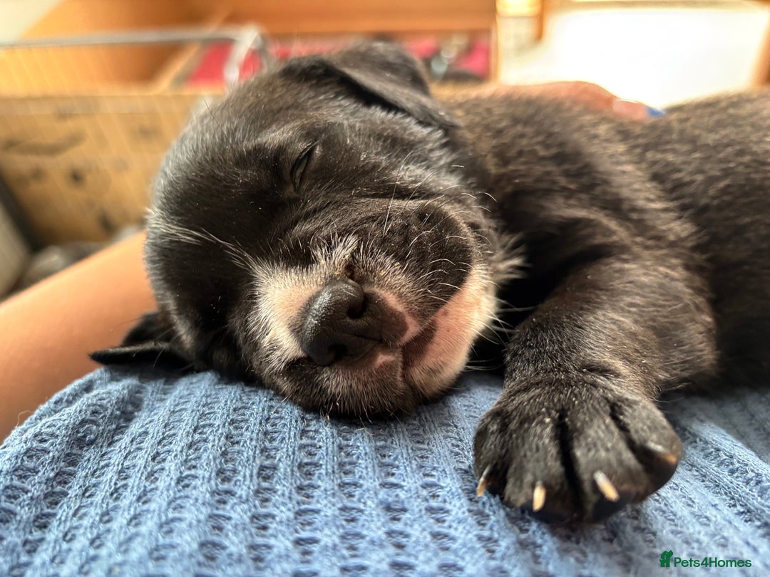 Mixed Breed dogs for sale: Labrador cross pups for sale (staffadors) - Image 6
