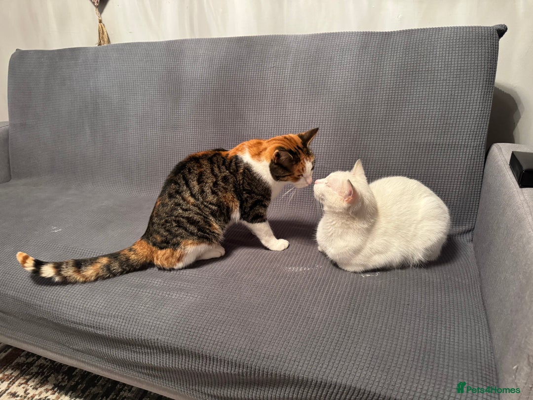 British Shorthair cats for sale: cute cats  - Advert 8