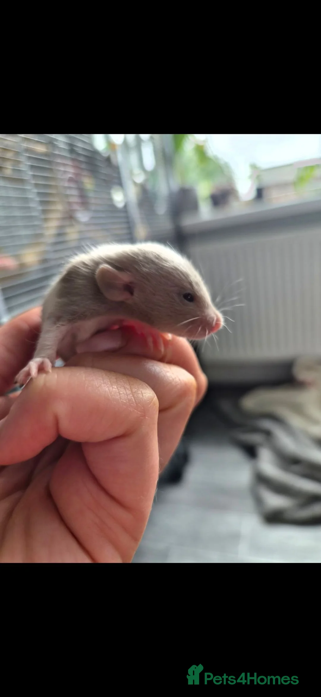 Rat rodents for sale: Adorable Pair Of Dumbo Ratties 🤍🩶 - Advert 2