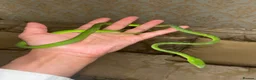 Snake reptiles for sale: Asian Vine Snake - the most beautiful snake! - Advert 6
