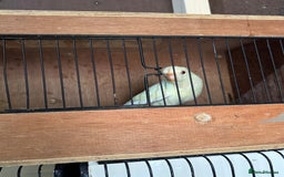 Parakeets birds for sale: Kakarikis  - Image 1