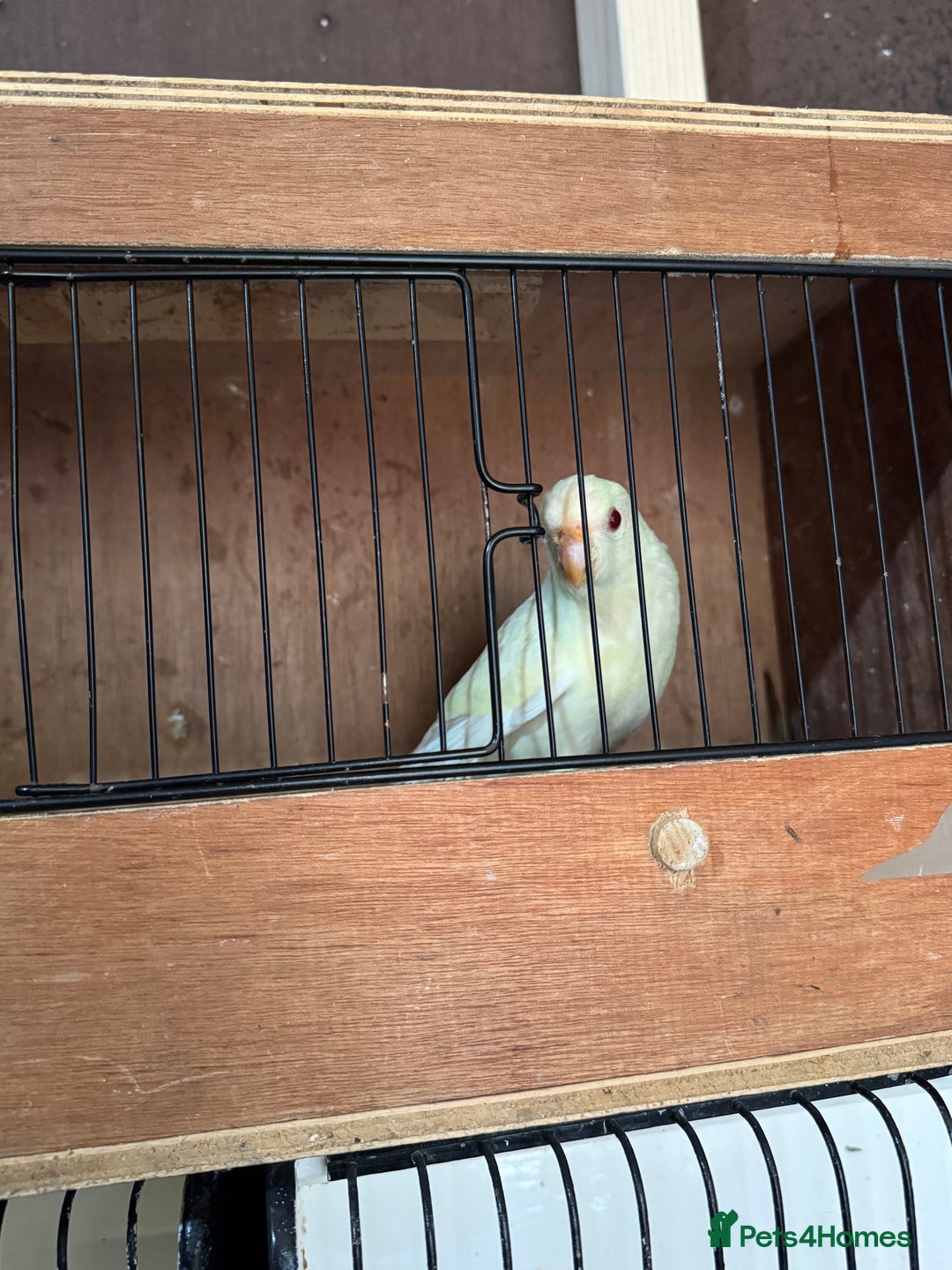 Parakeets birds for sale: Kakarikis  - Image 1