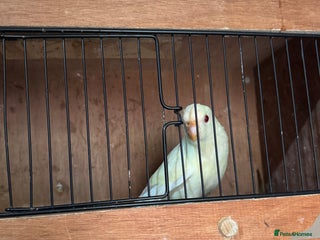 Parakeets birds - Advert 1