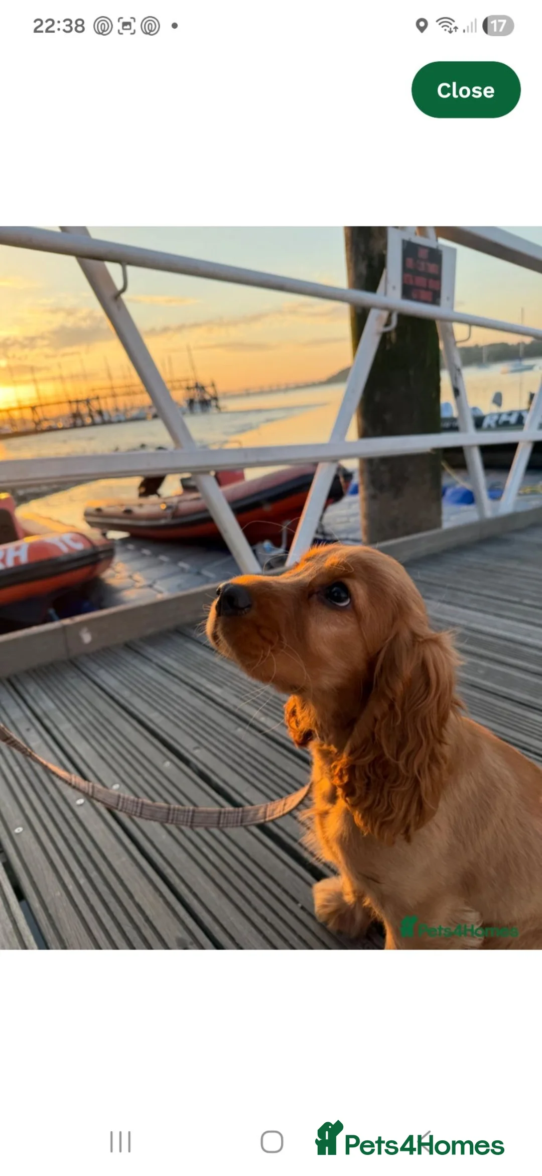 Cocker Spaniel dogs for sale: Beautiful KC Show Cocker Spaniel - Advert 2