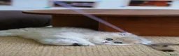 British Longhair cats for sale: Britsh longhair  - Advert 4