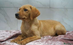 Labrador Retriever dogs for sale: Exceptional Health Tested KC Labrador Puppies - Image 9