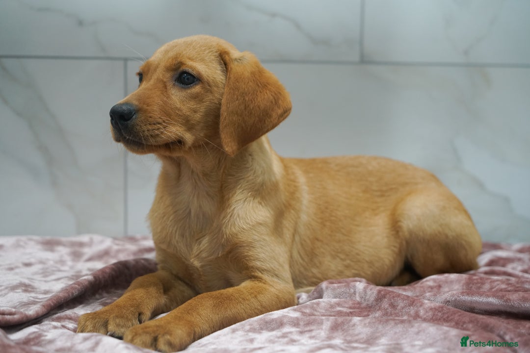 Labrador Retriever dogs for sale: Exceptional Health Tested KC Labrador Puppies - Image 9