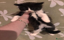 Mixed Breed cats for sale: Three long hair one short tuxedo kittens - Image 3