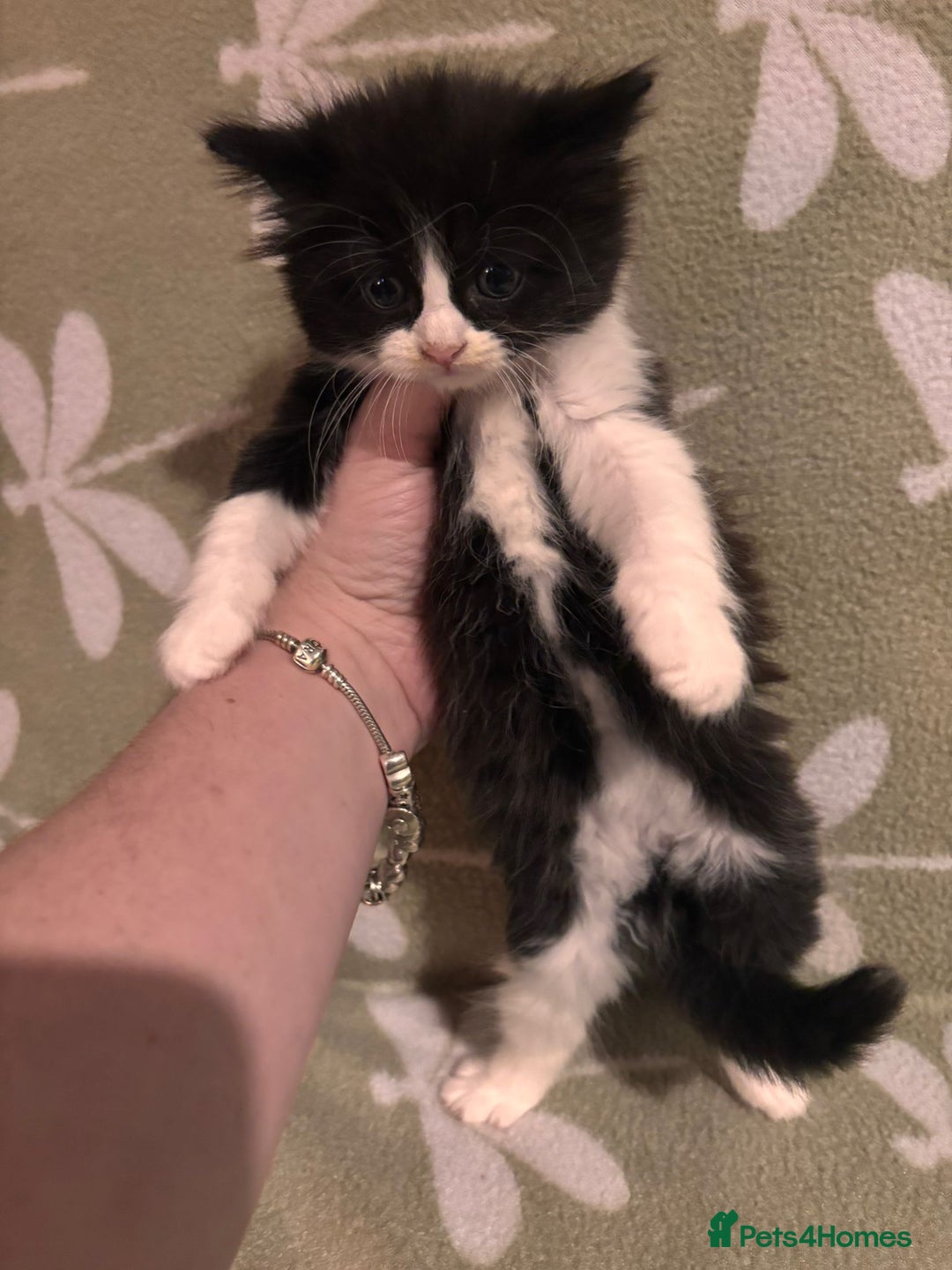 Mixed Breed cats for sale: Three long hair one short tuxedo kittens - Image 3