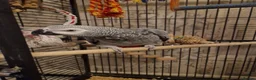 Parrots birds for sale: African gray  - Advert 3
