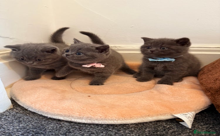 British Shorthair cats - Advert 3