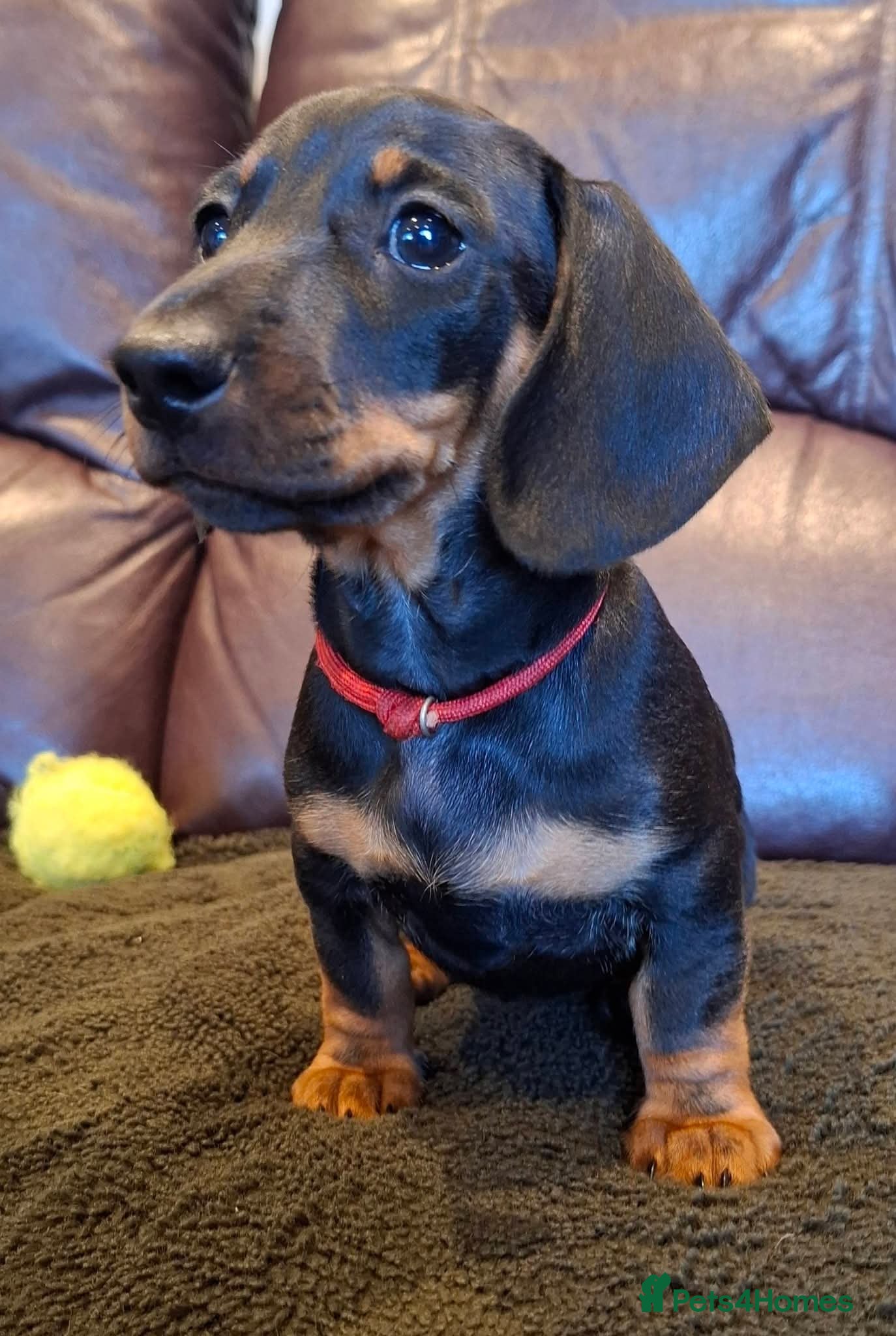Miniature Dachshund dogs Miniature Dachshund pups  - Advert 1