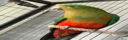 Parrots birds for sale: Australian king parrot in Stoke-on-Trent - Advert 2
