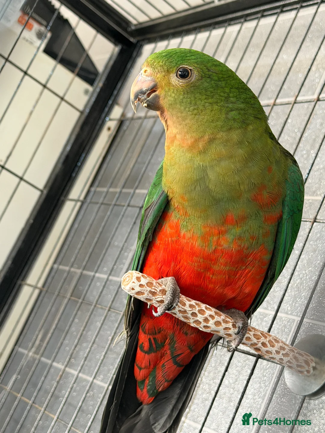 Parrots birds for sale: Australian king parrot in Stoke-on-Trent - Advert 2