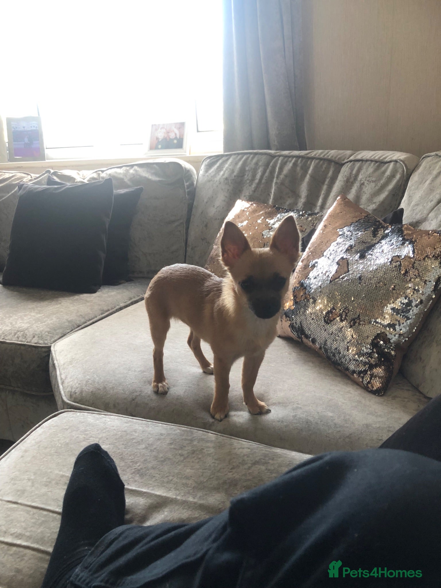 Chihuahua dogs Female Puppy Chihuahua for sale - Advert 2