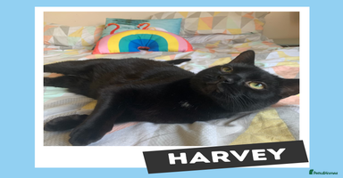 Mixed Breed cats - Advert 5