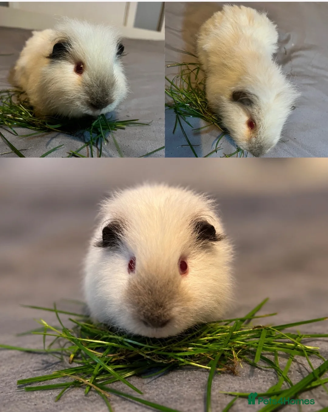 Guinea Pig rodents for sale: (FREE) x2 Male guinea pigs in Birmingham - Advert 2
