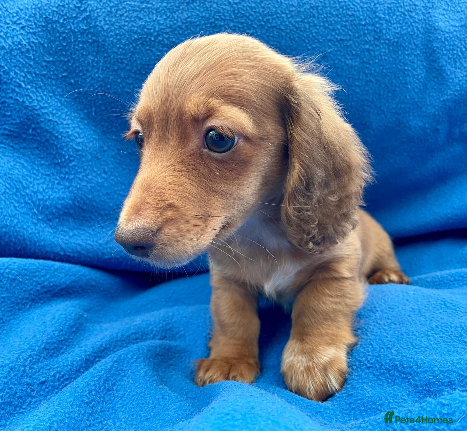 Miniature Dachshund dogs 💙FULLY VACCINATED💙KC Reg Mini LH Dachshund - Advert 18