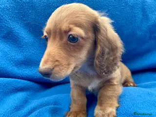 Miniature Dachshund dogs 💙FULLY VACCINATED💙KC Reg Mini LH Dachshund - Advert 18