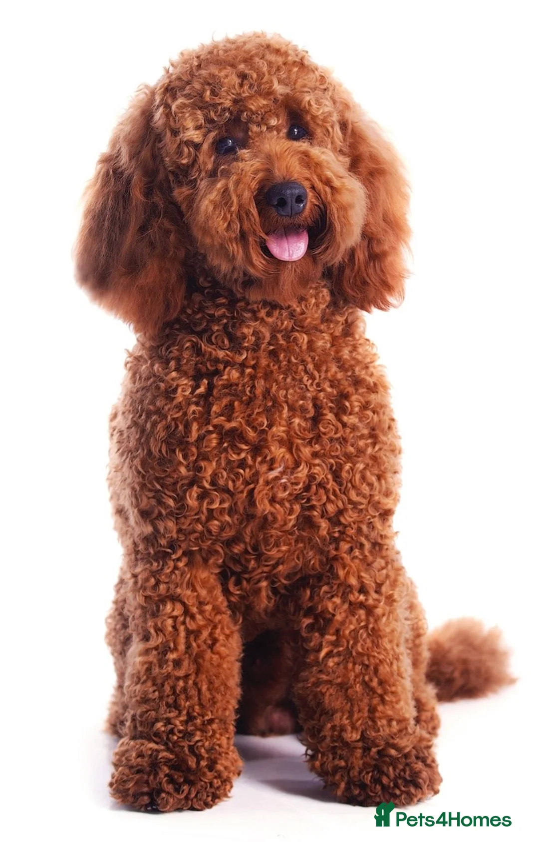 Cockapoo dogs for sale: Health tested F1B black female cockapoo  - Advert 7
