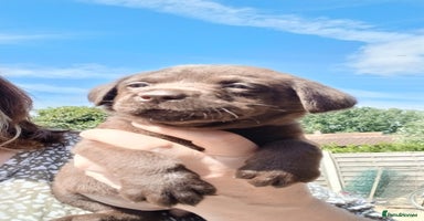 Labrador Retriever dogs - Advert 12