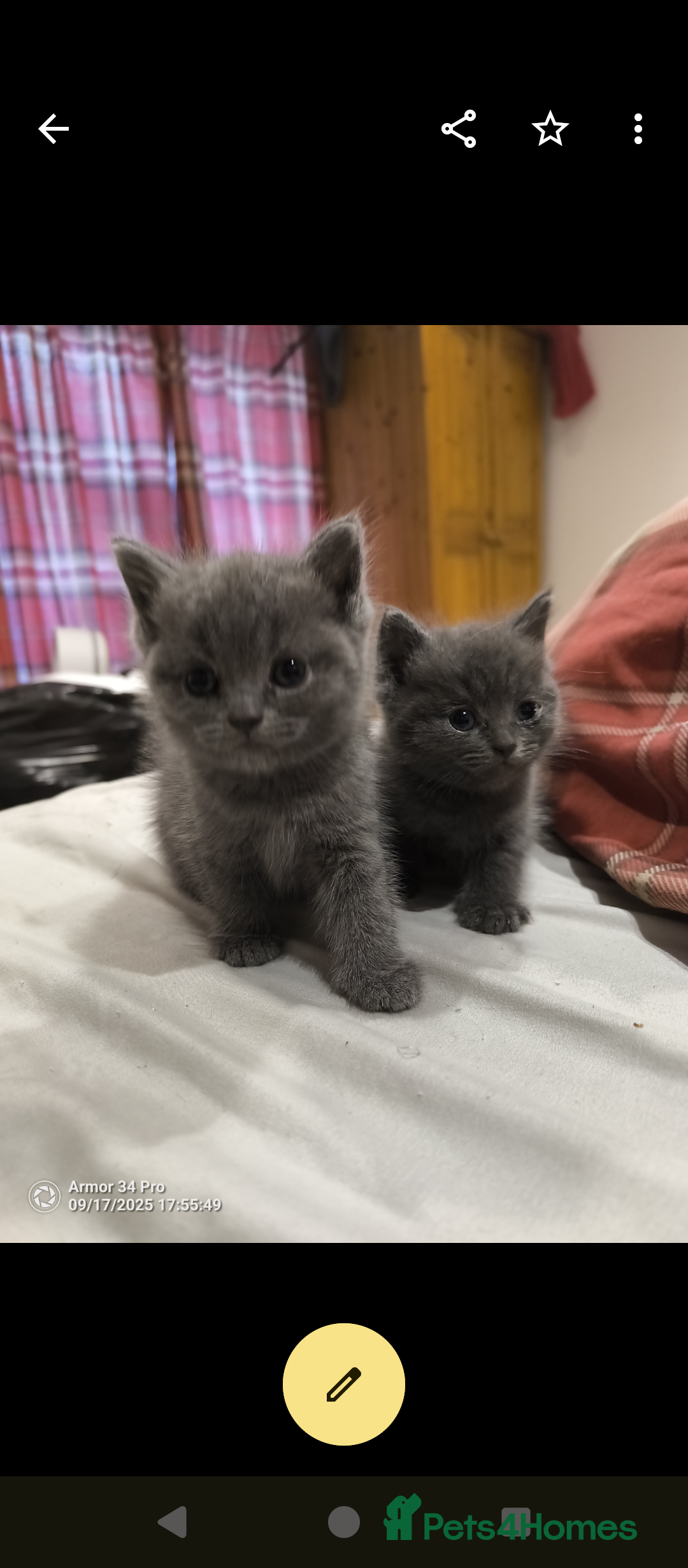 British Shorthair cats for sale: 3 beautiful little British short hair kittens   - Advert 13