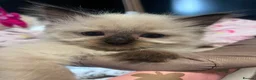 Ragdoll cats for sale: Beautiful ragdoll kittens ready now - Advert 2