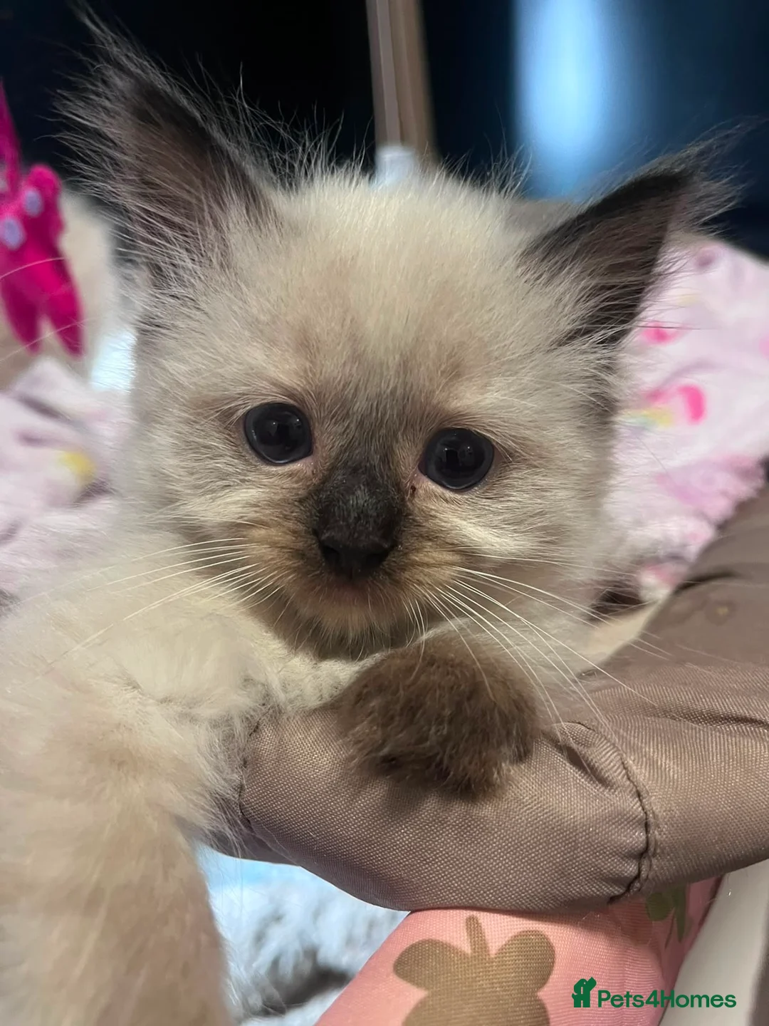 Ragdoll cats for sale: Beautiful ragdoll kittens ready now - Advert 2