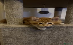 Maine Coon cats for sale: 2 Ginger Maine Coon females  - Image 6