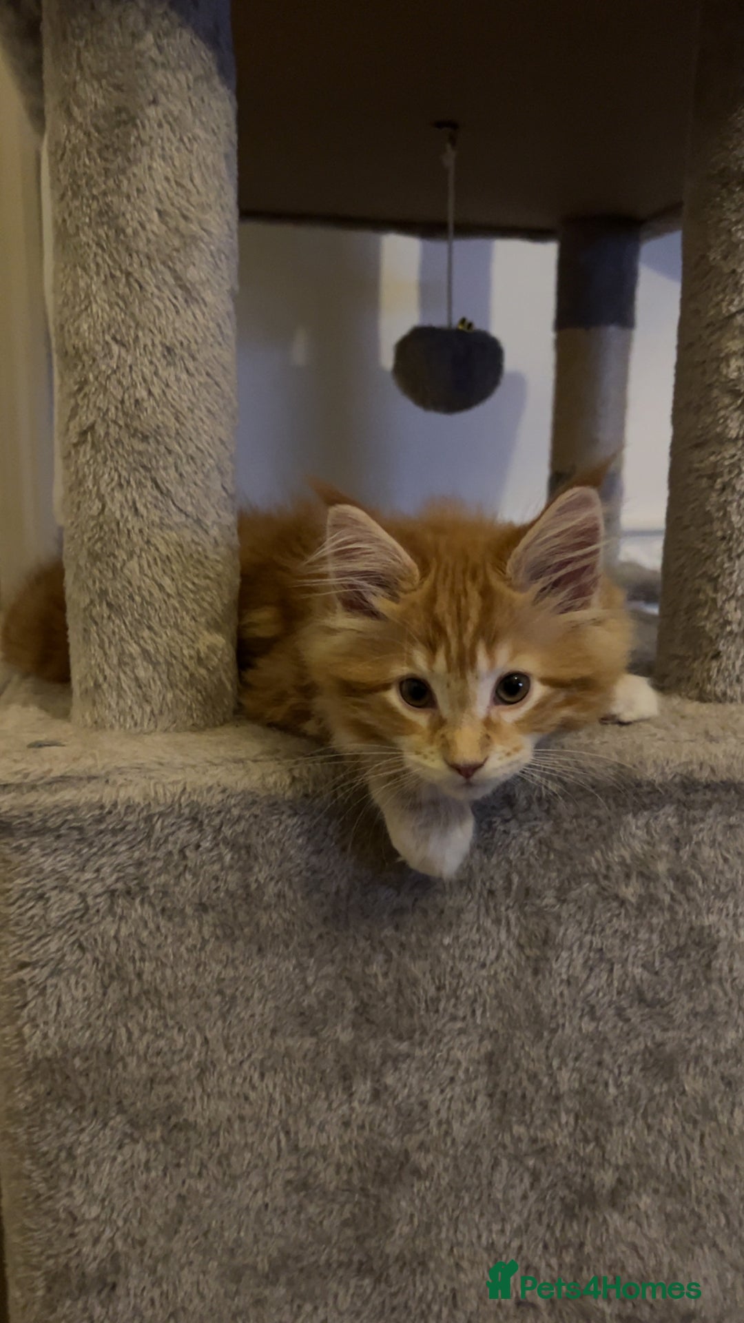 Maine Coon cats for sale: 2 Ginger Maine Coon females  - Image 6