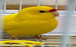 Parrots birds for sale: Beautiful Adorable Kakariki Talking Parrots - Image 3