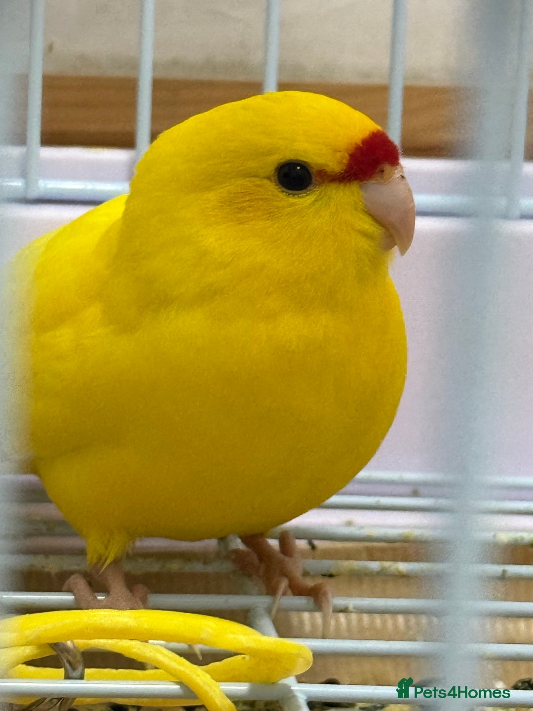 Parrots birds for sale: Beautiful Adorable Kakariki Talking Parrots - Image 3