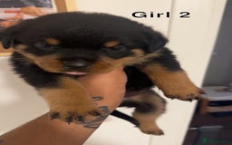 Rottweiler dogs for sale: Rottweiler puppies - 1 boy 3 girls, 4 weeks old - Image 4