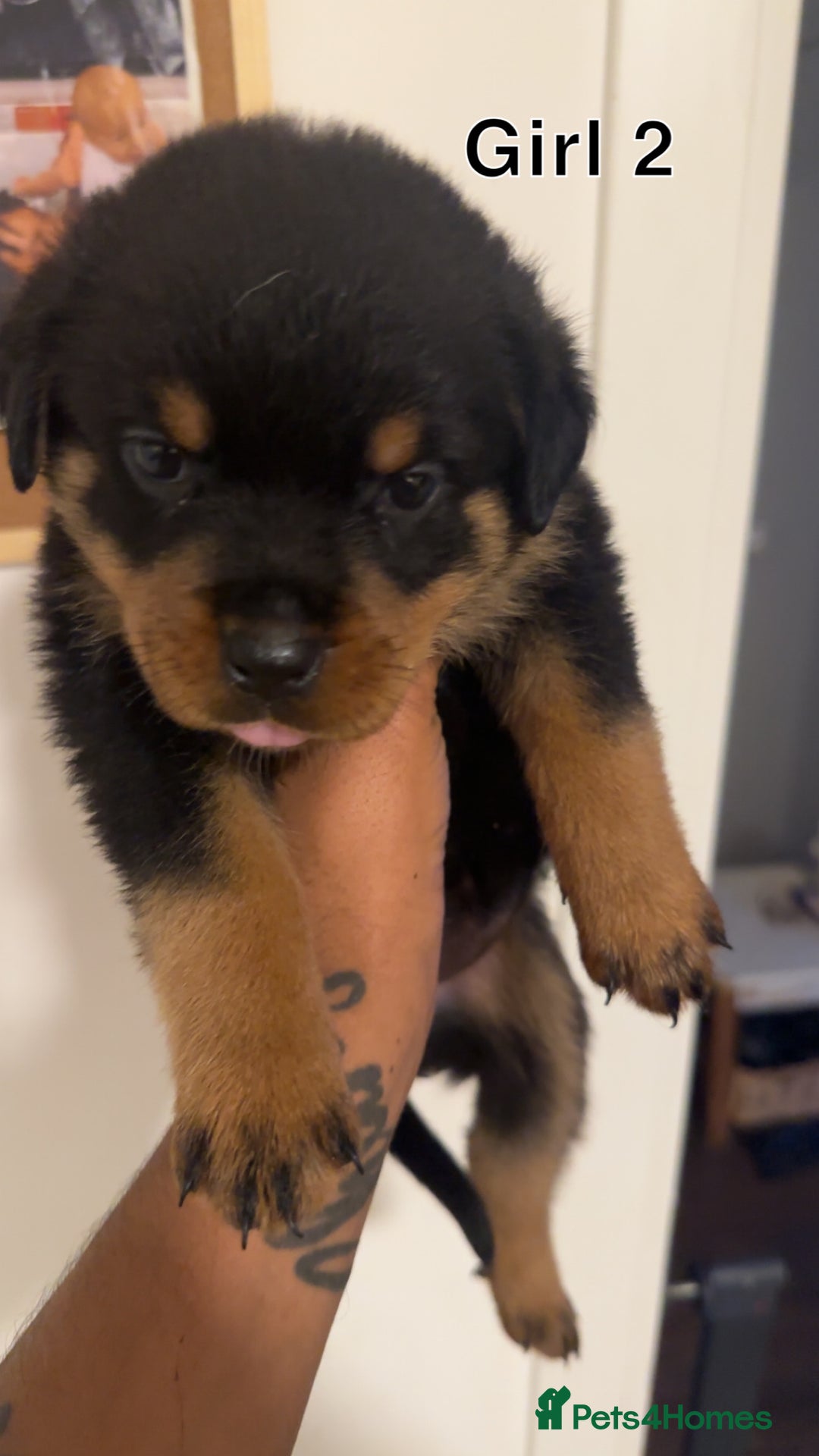 Rottweiler dogs for sale: Rottweiler puppies - 1 boy 3 girls, 4 weeks old - Image 4