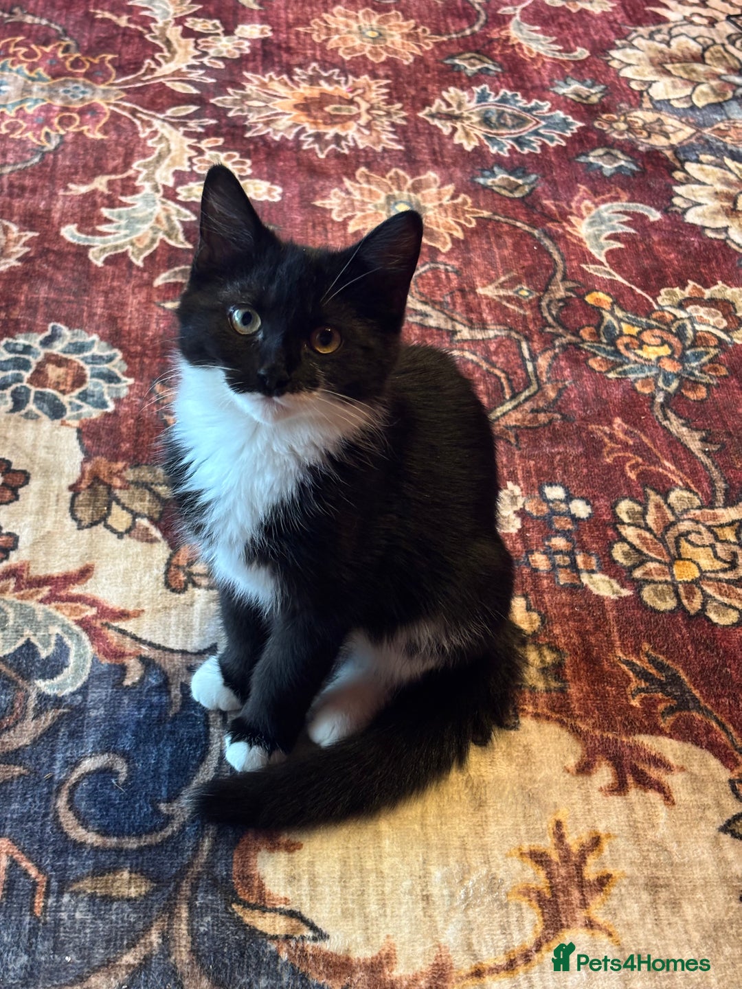 Mixed Breed cats for sale: Cat for sale  - Advert 2