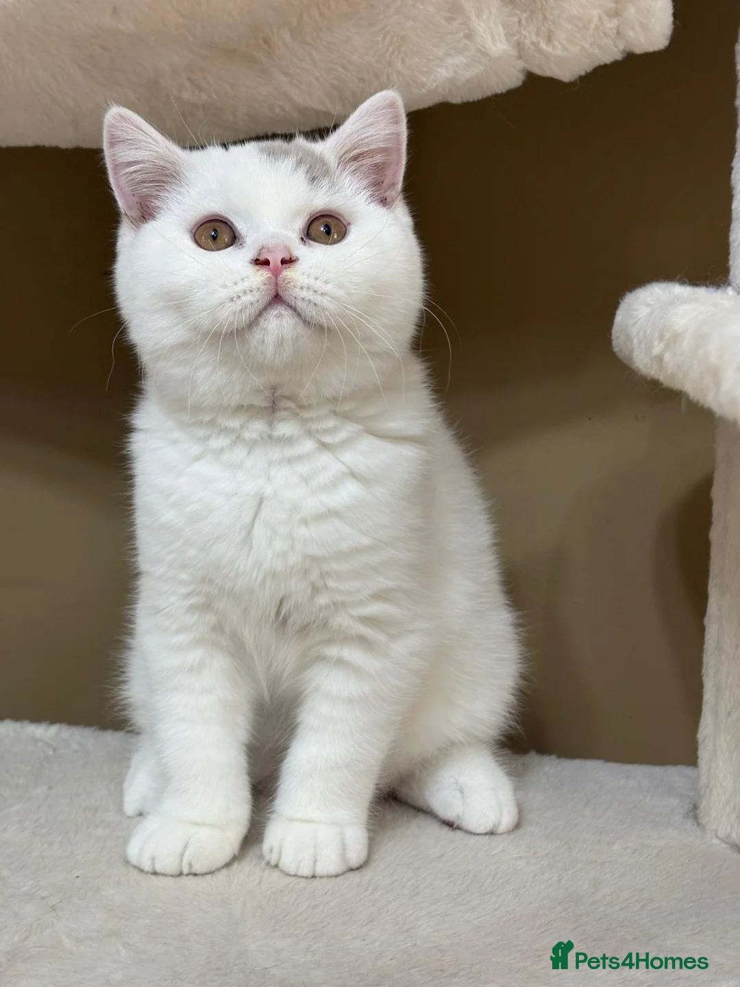 British Shorthair cats for sale: Chunky Fawn van male  - Advert 7