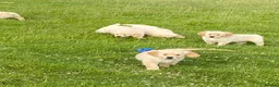 Golden Retriever dogs for sale: Beautiful Golden Retriever Puppies Ready Now - Advert 6
