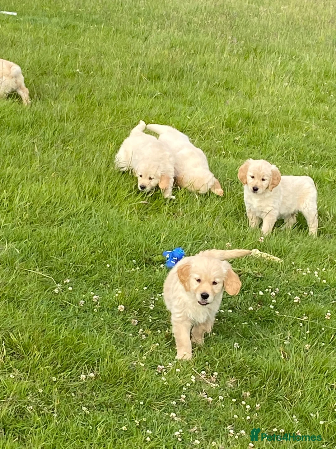 Golden Retriever dogs for sale: Beautiful Golden Retriever Puppies Ready Now - Advert 6