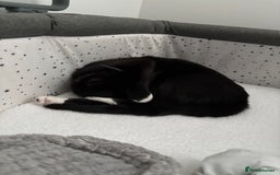 Mixed Breed cats for sale: Willow - Image 2