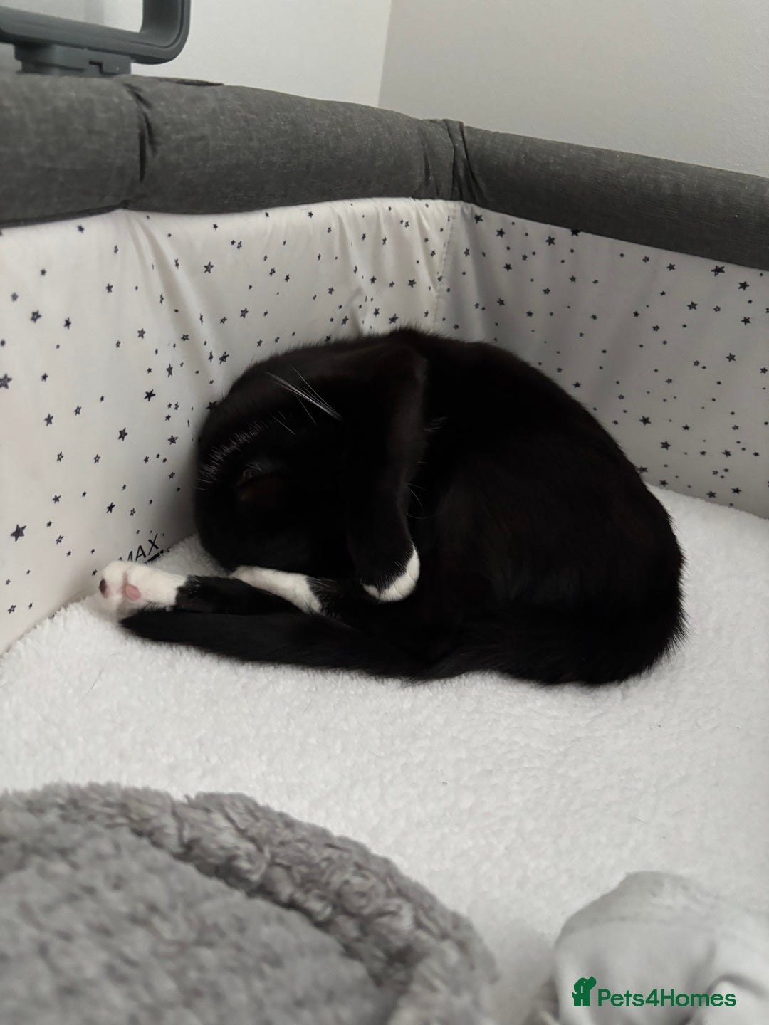 Mixed Breed cats for sale: Willow - Image 2