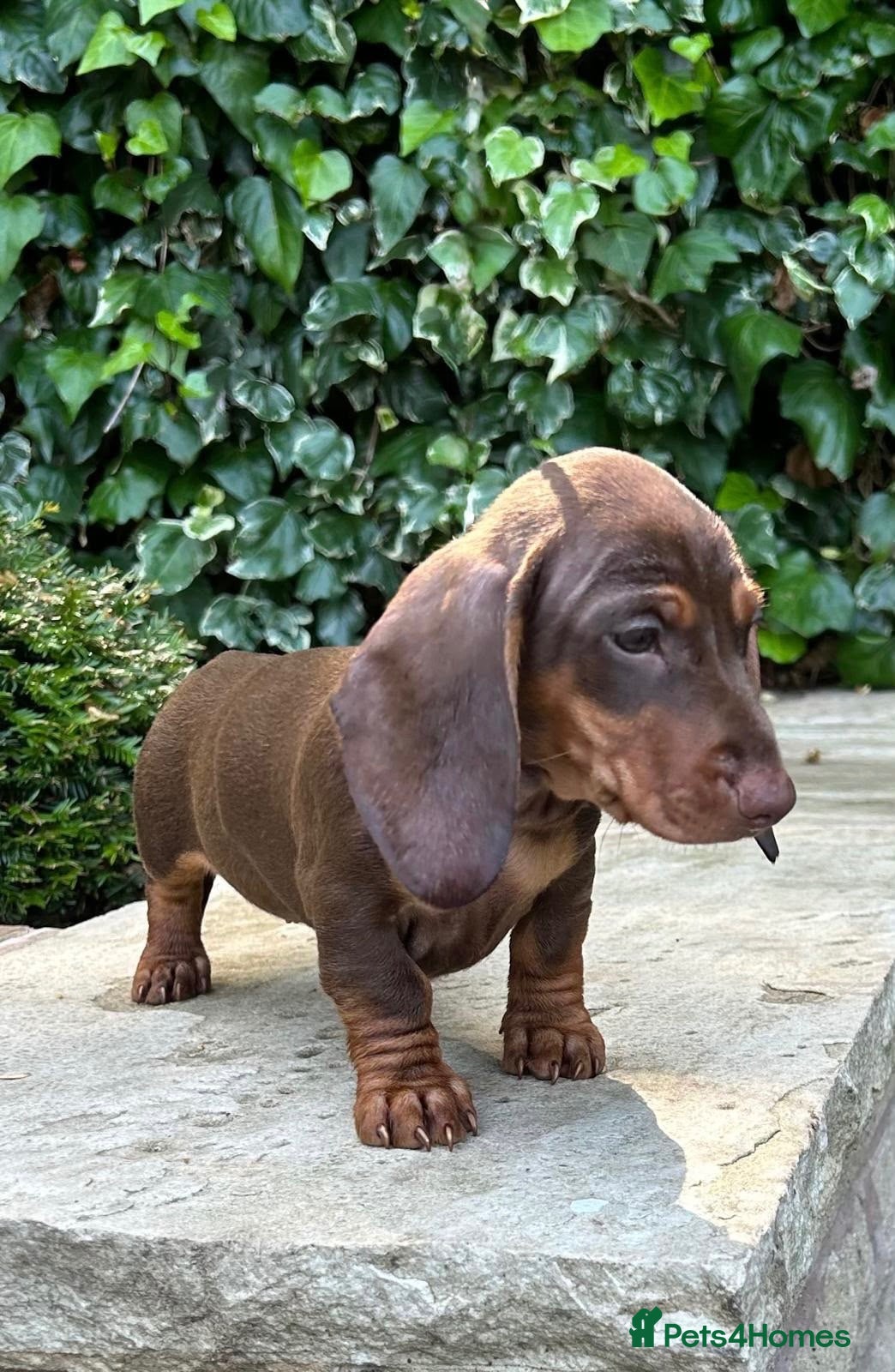 Miniature Dachshund dogs 3 LEFT! READY NOW STUNNING MINI DACHSHUNDS - Advert 2