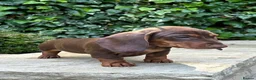 Miniature Dachshund dogs for sale: 3 LEFT! READY NOW STUNNING MINI DACHSHUNDS - Advert 2