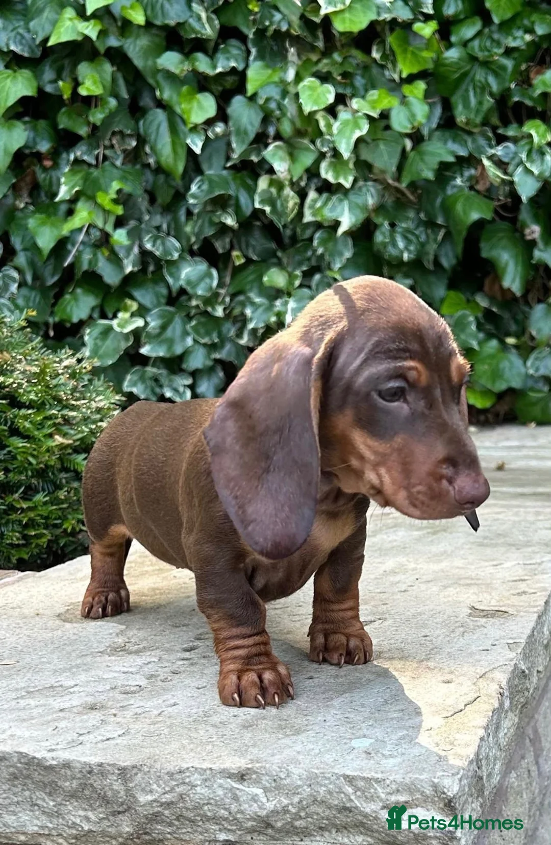 Miniature Dachshund dogs for sale: 3 LEFT! READY NOW STUNNING MINI DACHSHUNDS - Advert 2