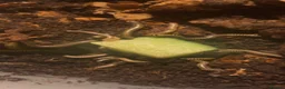Mixed Breed invertebrates for sale: Mantis/stick isnects and eggs , snails, millipedes - Advert 5
