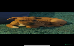 Staffordshire Bull Terrier dogs for sale: Female red staff for sale - Image 4