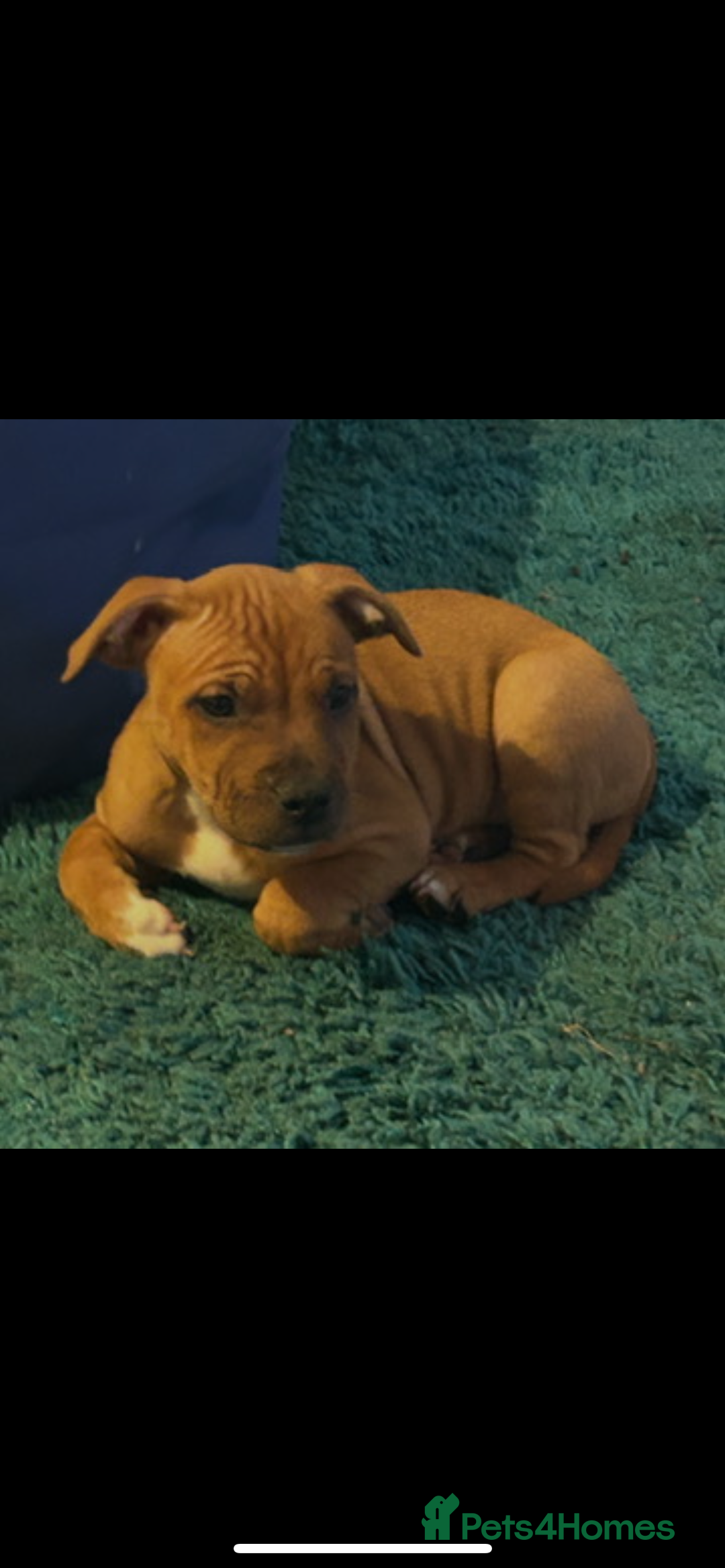 Staffordshire Bull Terrier dogs for sale: Female red staff for sale - Image 4