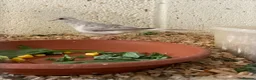 Finches birds for sale: Rosa bourkes parakeet, diamond doves, zebra finch - Advert 8