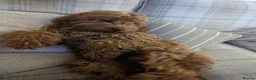Cockapoo dogs for sale: One blonde curly haired and one black smoother. - Advert 9