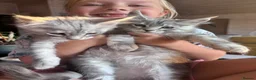 Maine Coon cats for sale: One beautiful boy remaining - Advert 4