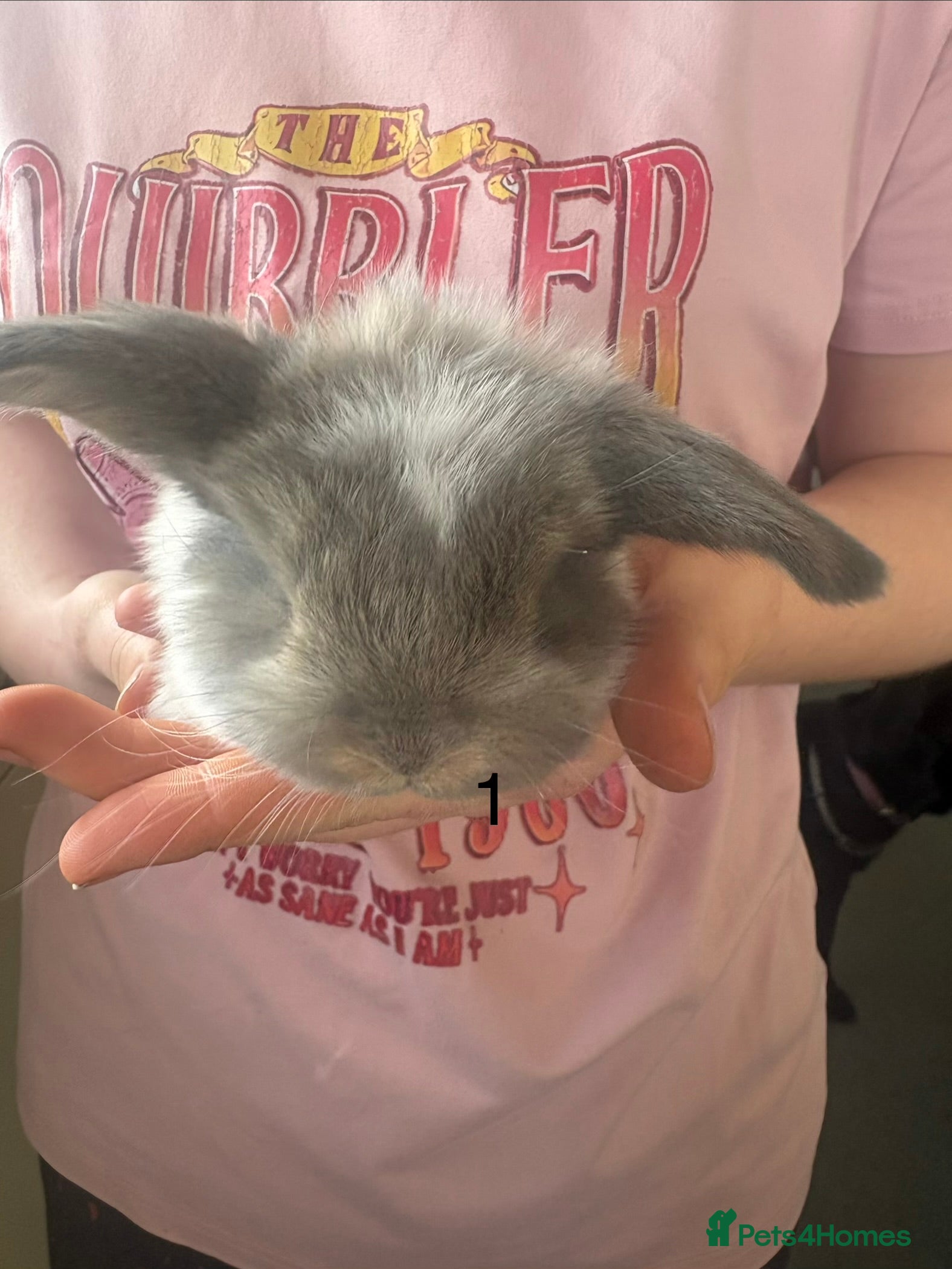 French Lop rabbits French lops - Advert 4